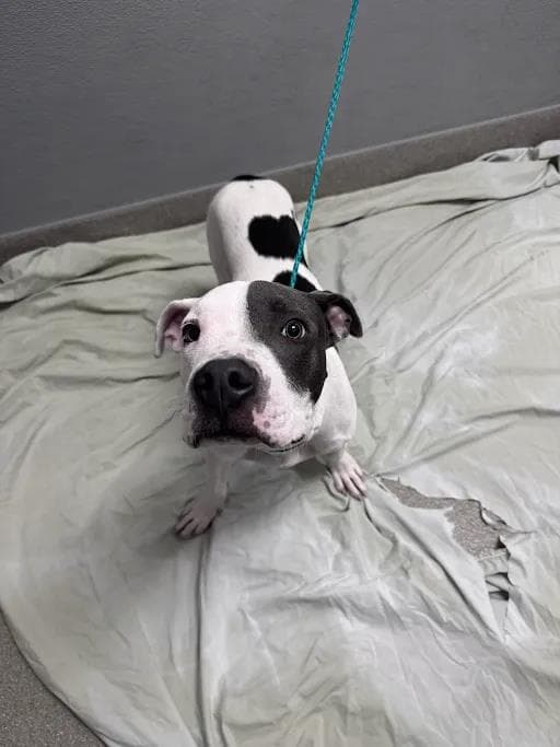 Pancake Batter - Pit Bull Terrier