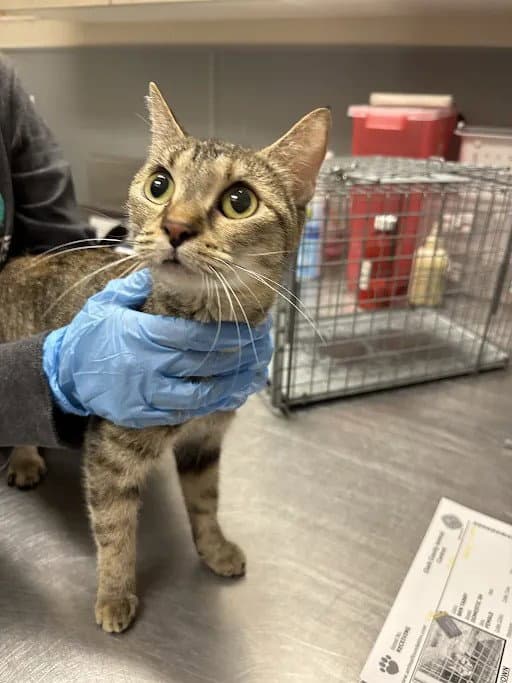 Mallory - Domestic Short Hair