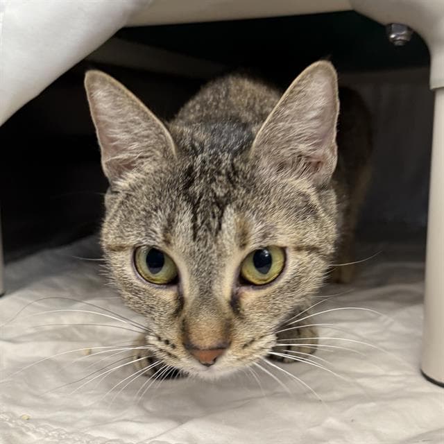 Mallory - Domestic Short Hair