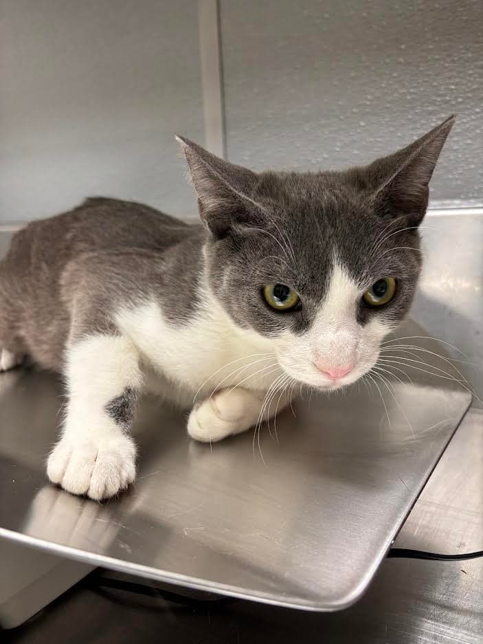 Rando - Domestic Short Hair