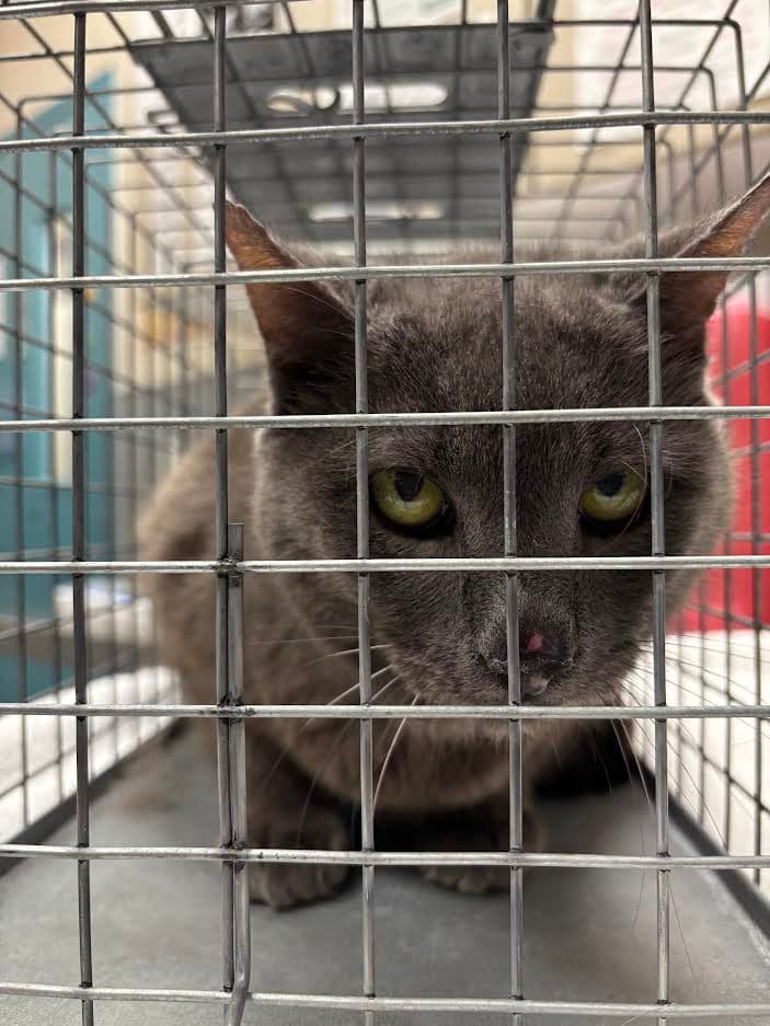 Timo - Domestic Short Hair