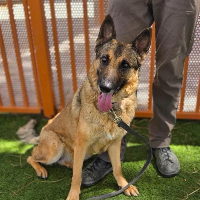 Toph - German Shepherd Dog