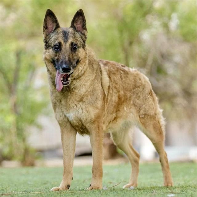 Toph - German Shepherd Dog