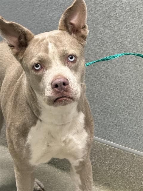 Tiffany - Pit Bull Terrier