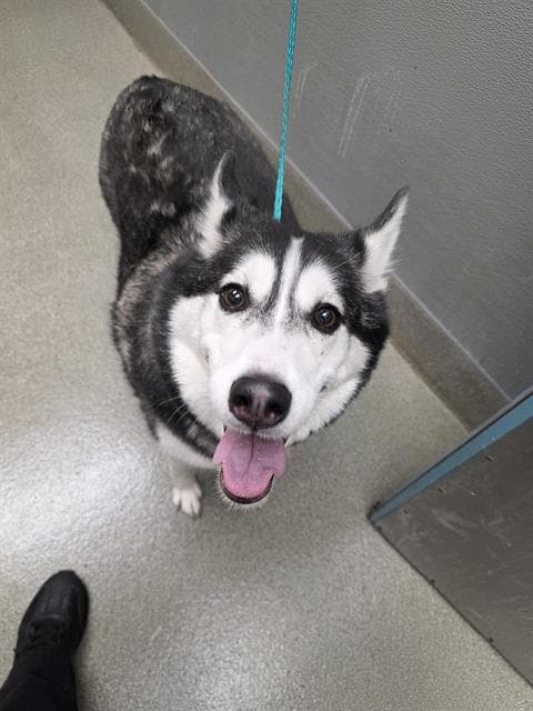 Pearl - Siberian Husky