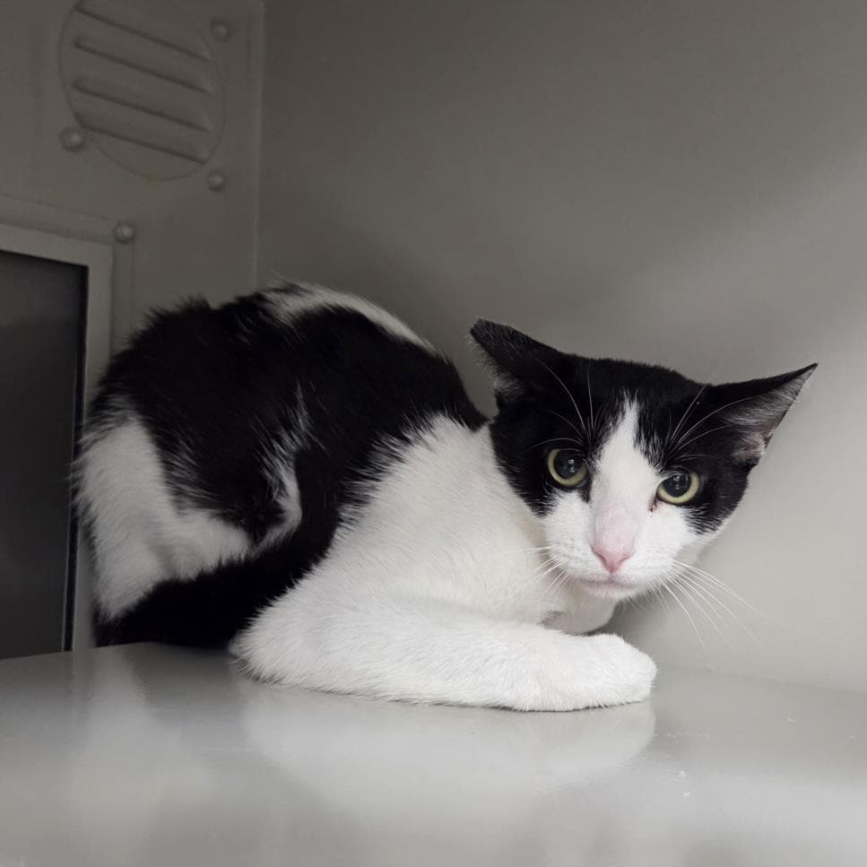Tzatziki - Domestic Short Hair