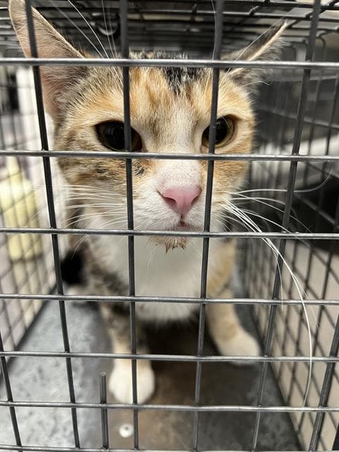 Rosalind - Domestic Short Hair