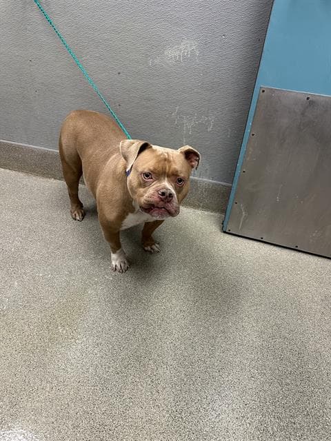Eros - Pit Bull Terrier