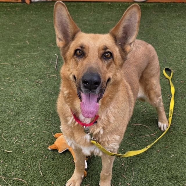 Belle - German Shepherd Dog