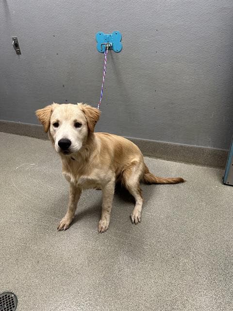 Theo Tumbleweed - Golden Retriever