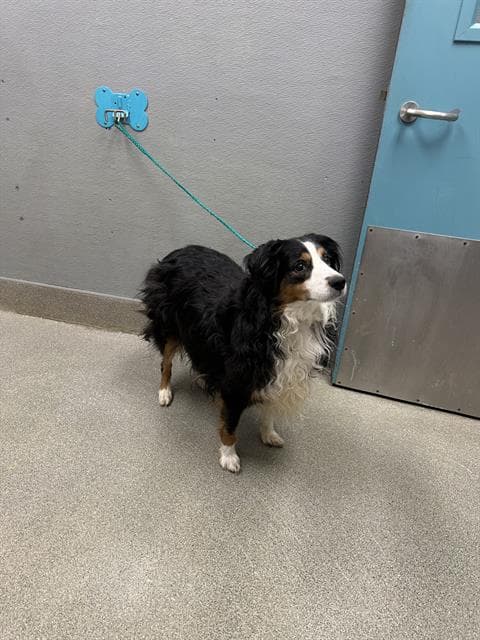Flynn - Australian Shepherd
