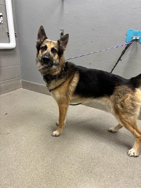 Tucker - German Shepherd Dog