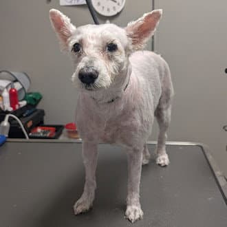 Frostina - Maltese