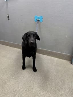 Koby image 1