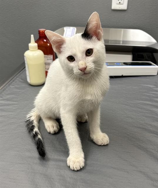 Pancakes - Domestic Short Hair