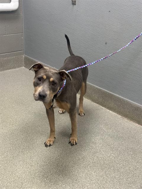 Bluey Coco Esay - Pit Bull Terrier