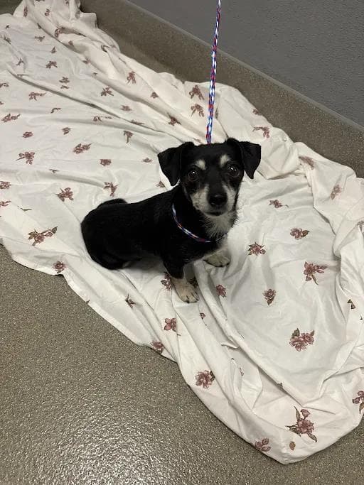 Sir Franklin - Chihuahua