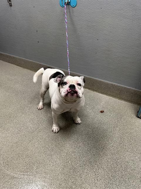 Macadamia - Bulldog