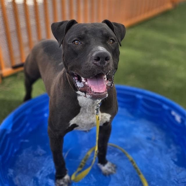 Joe Dirt - Pit Bull Terrier