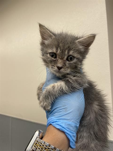 Scarlett - Domestic Short Hair