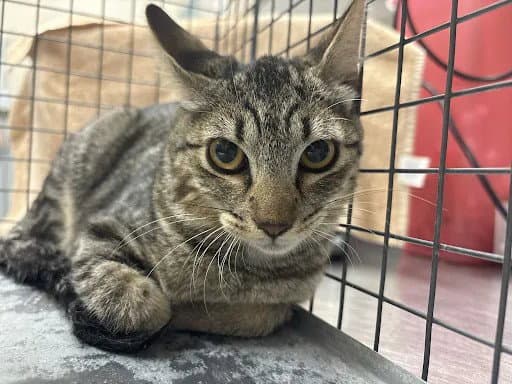 Lanni - Domestic Short Hair