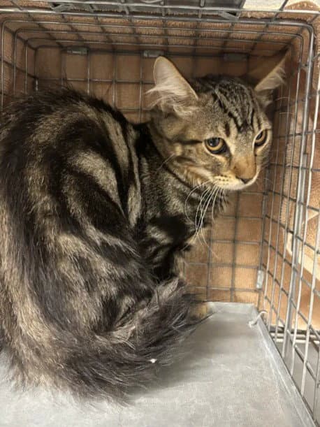 Rover - Domestic Short Hair