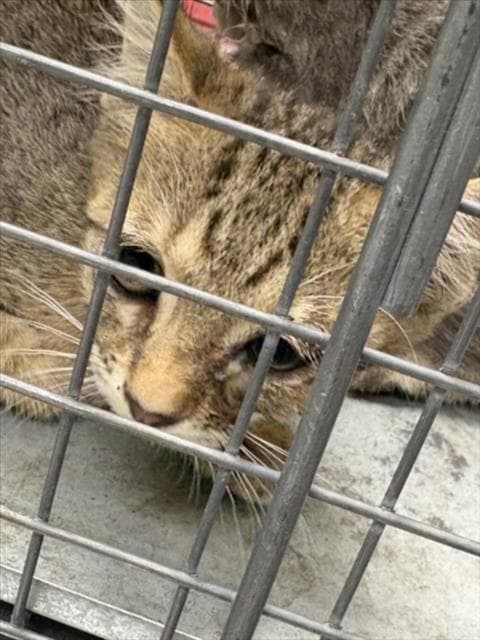 Unknown - Domestic Short Hair