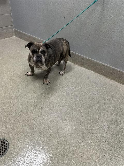 Cookie - Pit Bull Terrier