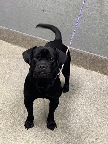 Cookie - Labrador Retriever