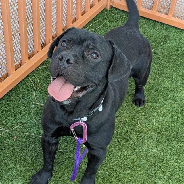 Cookie - Labrador Retriever