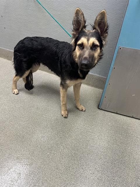 Sarabeth - German Shepherd Dog