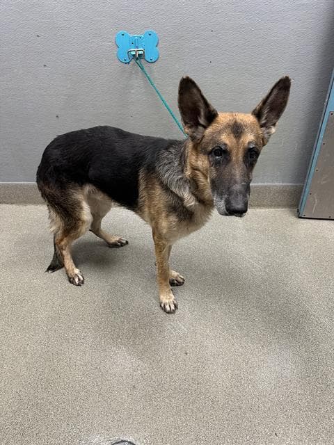 Splinter - German Shepherd Dog