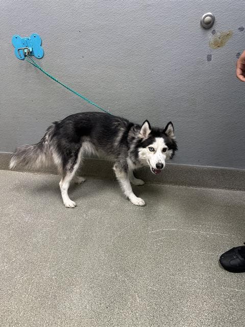 Lovely - Husky