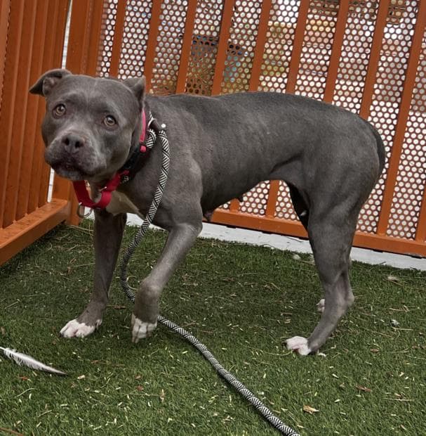 Elsa - Pit Bull Terrier