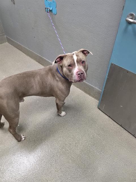 Tua - Pit Bull Terrier