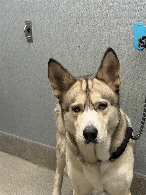 Reese - Husky