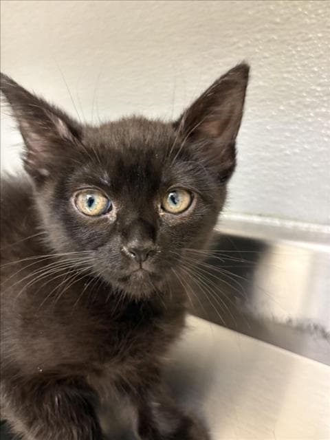 Sprinkle - Domestic Short Hair