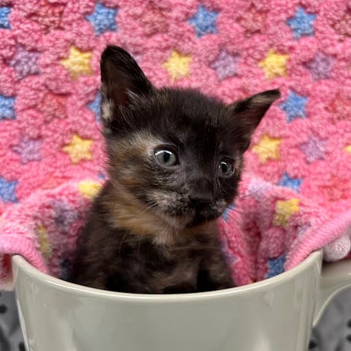 Dub-Step - Domestic Medium Hair