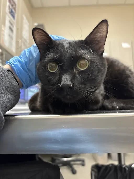 Twizzle - Domestic Short Hair