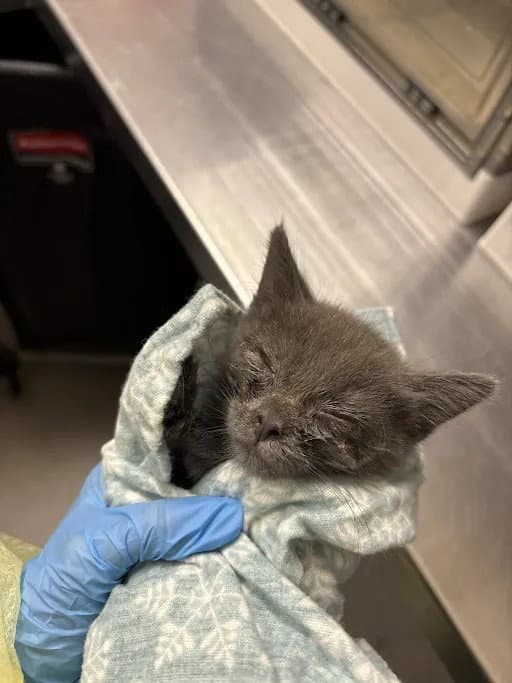 Robin - Domestic Short Hair