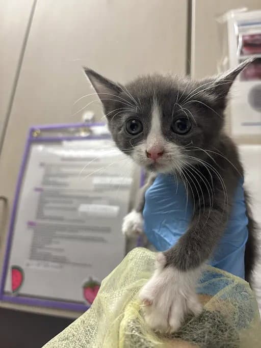 Harley Quinn - Domestic Short Hair
