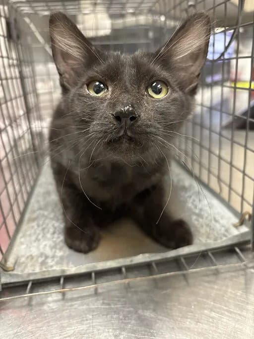 Catwoman - Domestic Medium Hair
