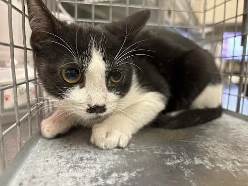 Batwoman - Domestic Short Hair