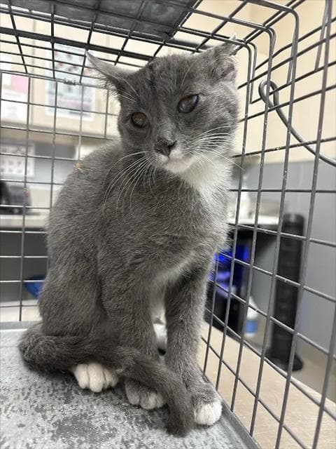 Damian Wayne - Domestic Short Hair