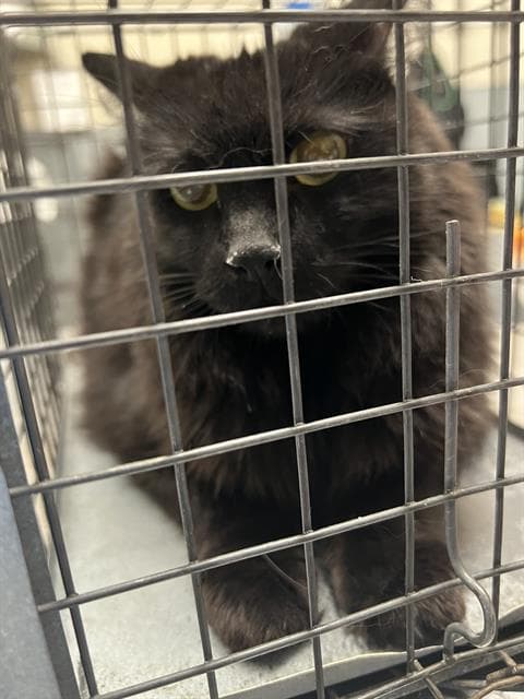 Mia - Domestic Long Hair