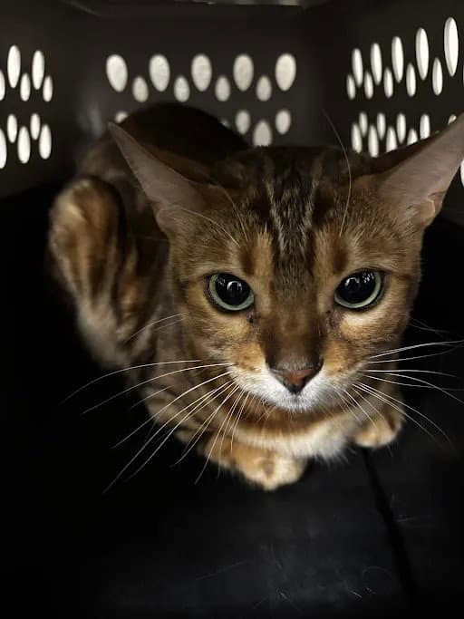 Ally - Bengal