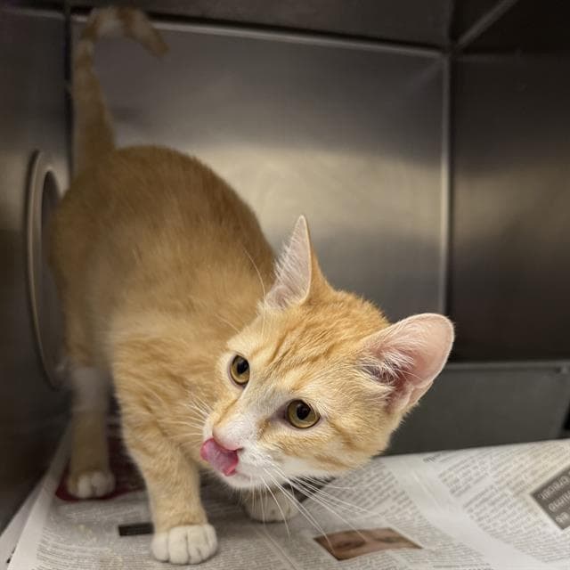 Sammy - Domestic Short Hair