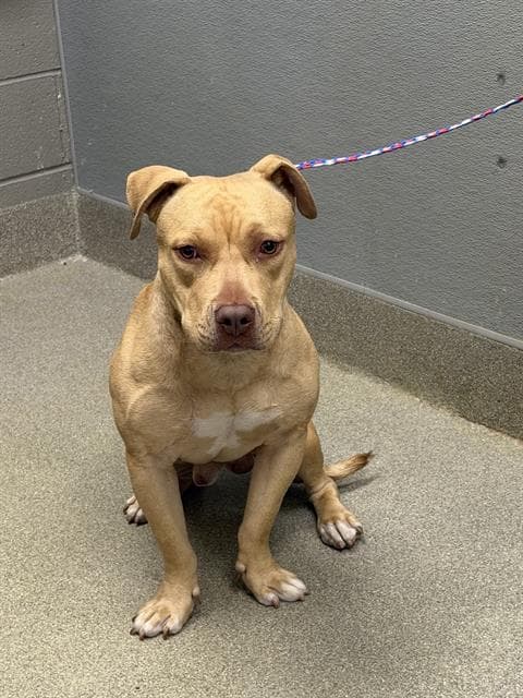 Charlie Brown - Pit Bull Terrier