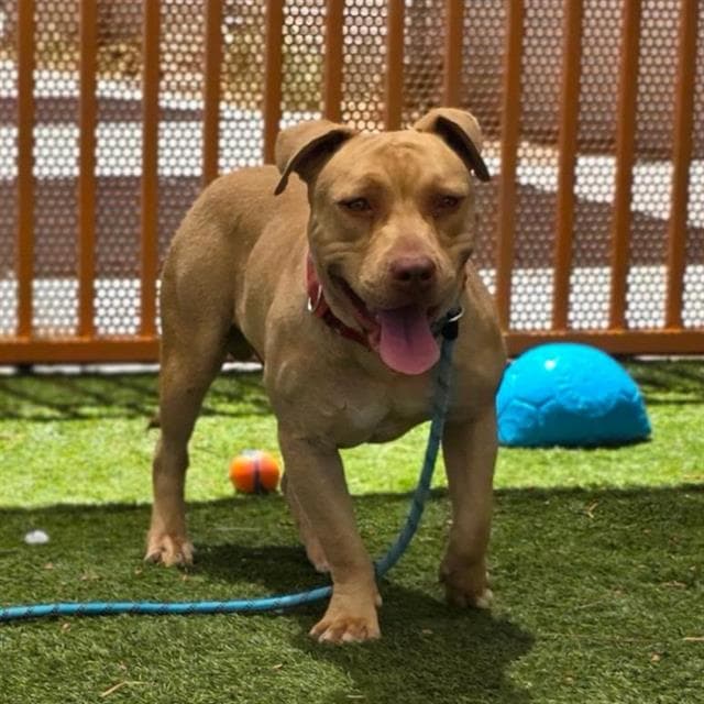 Charlie Brown - Pit Bull Terrier