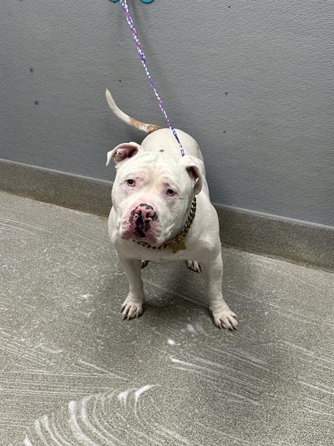 Ace - Pit Bull Terrier